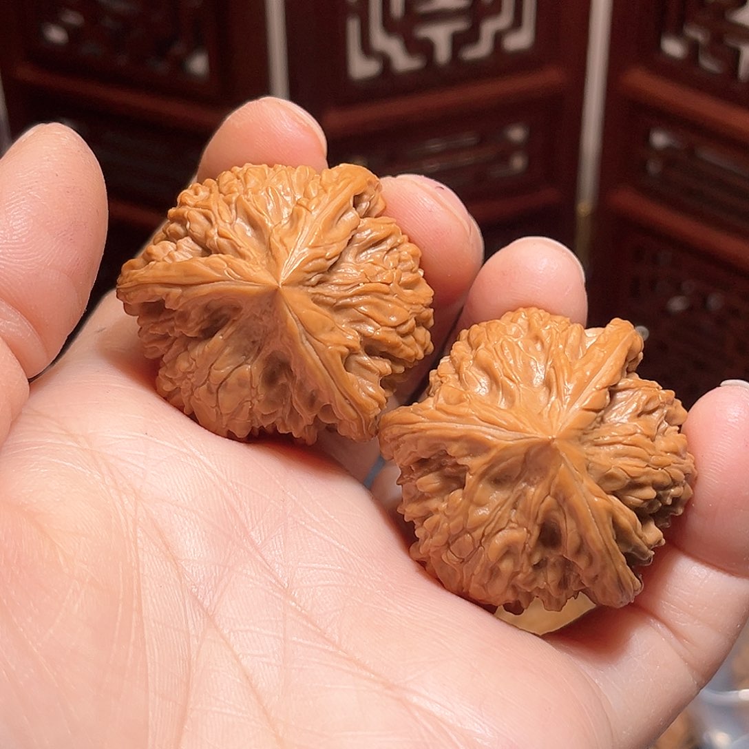 37全品御龙粗筋三棱……精品