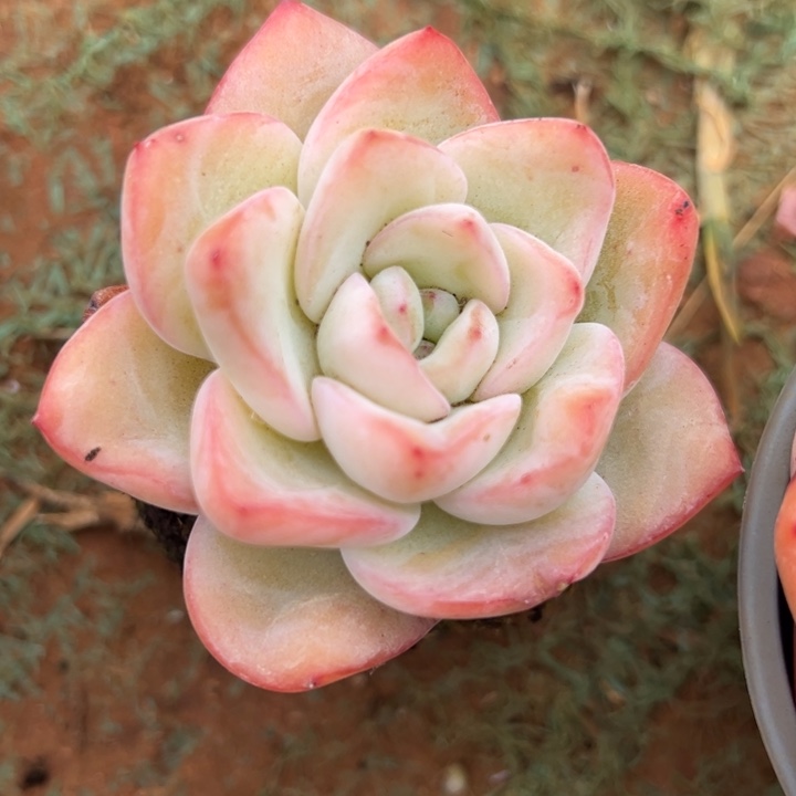 庄子泡芙多肉植物精控