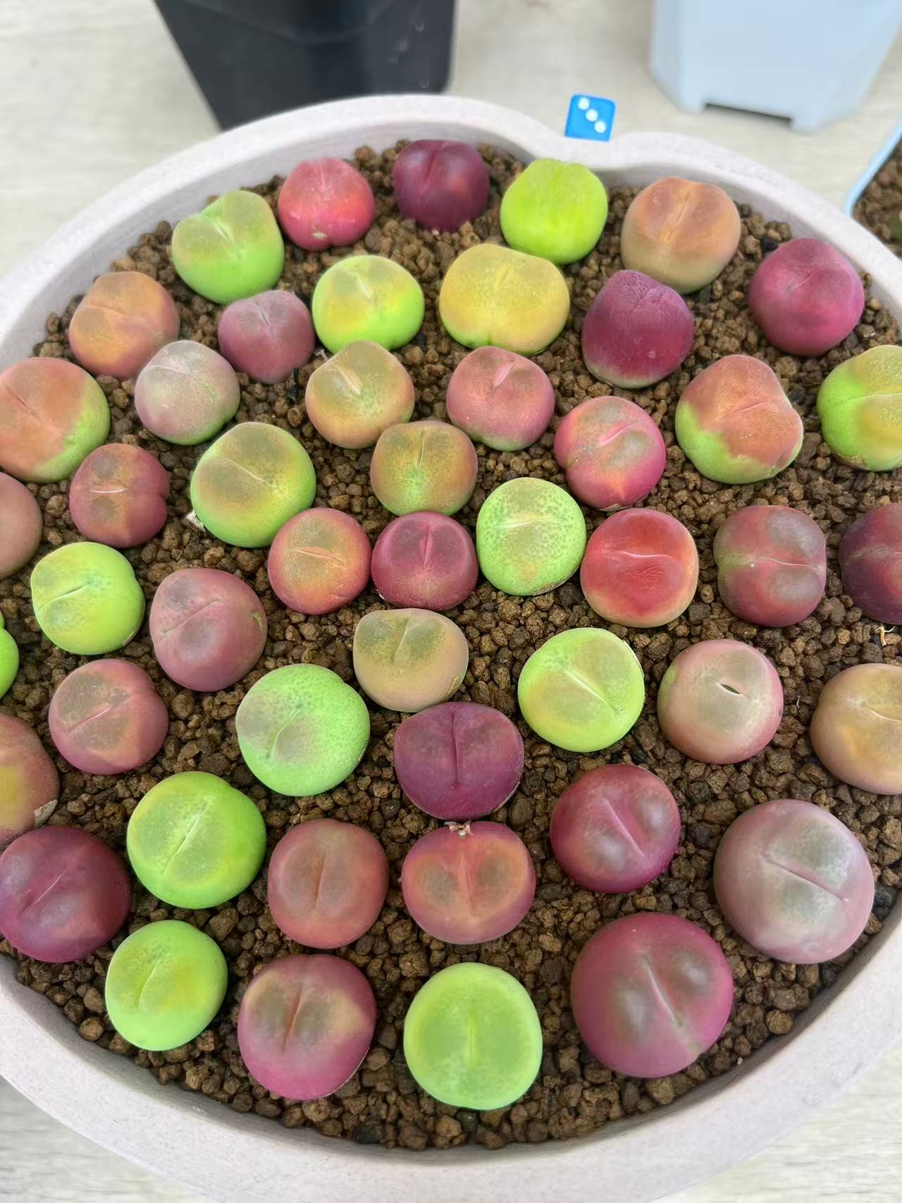 300疯狂的多肉石头一颗