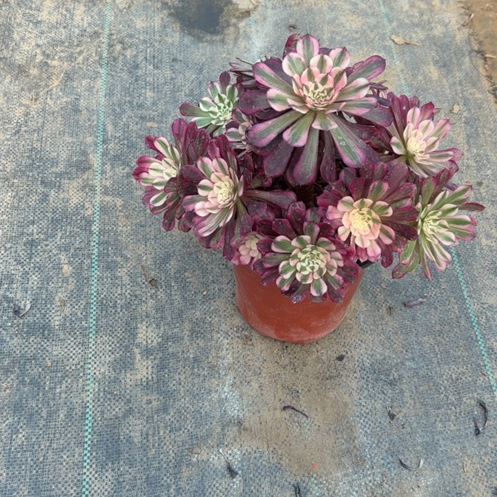 21红铜壶白多肉多肉多肉