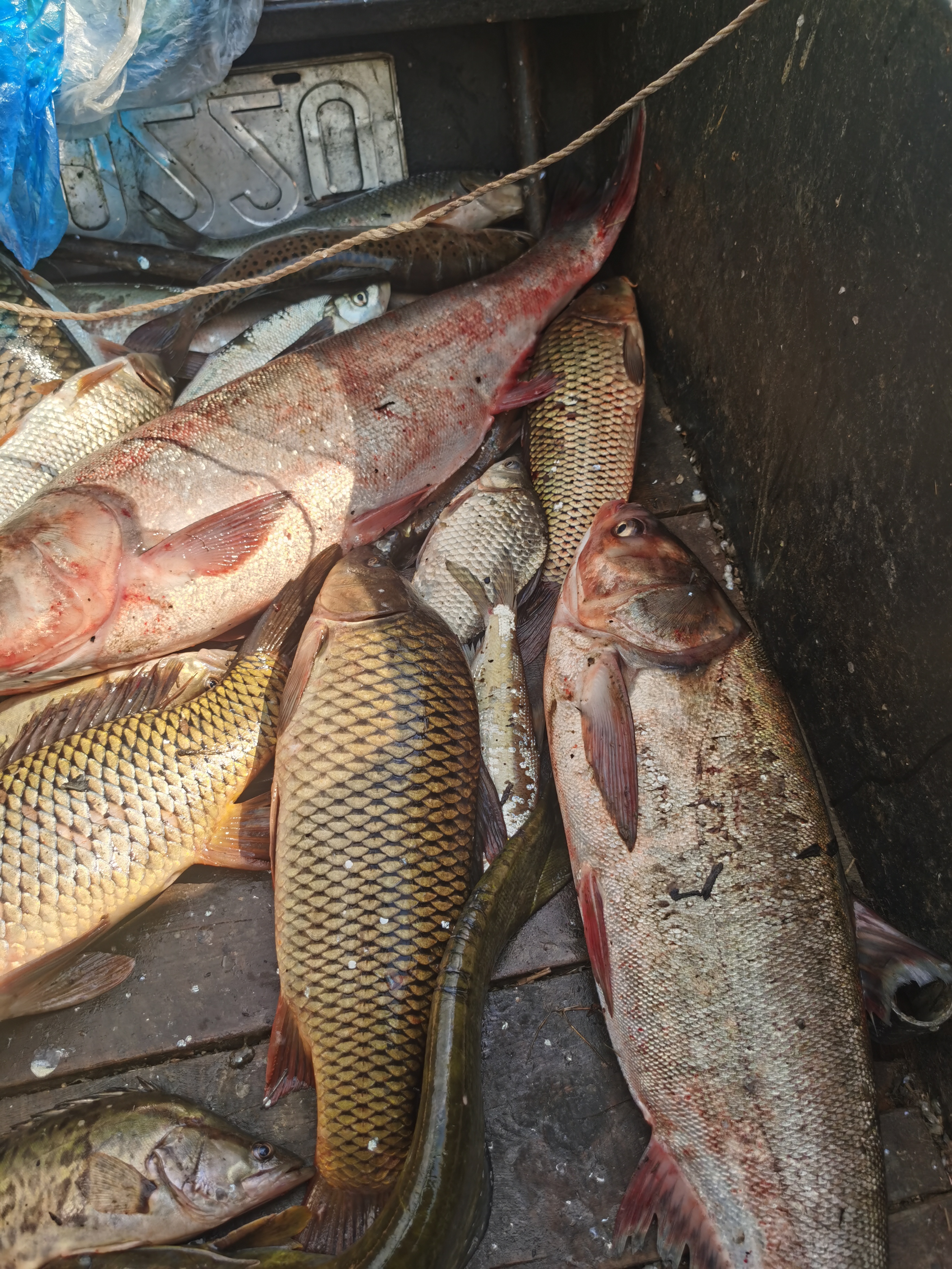 乌苏里江杂鱼（按斤称重）