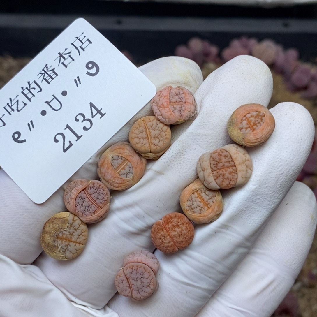 2134。零下拍保温.18包邮.当天凑哦