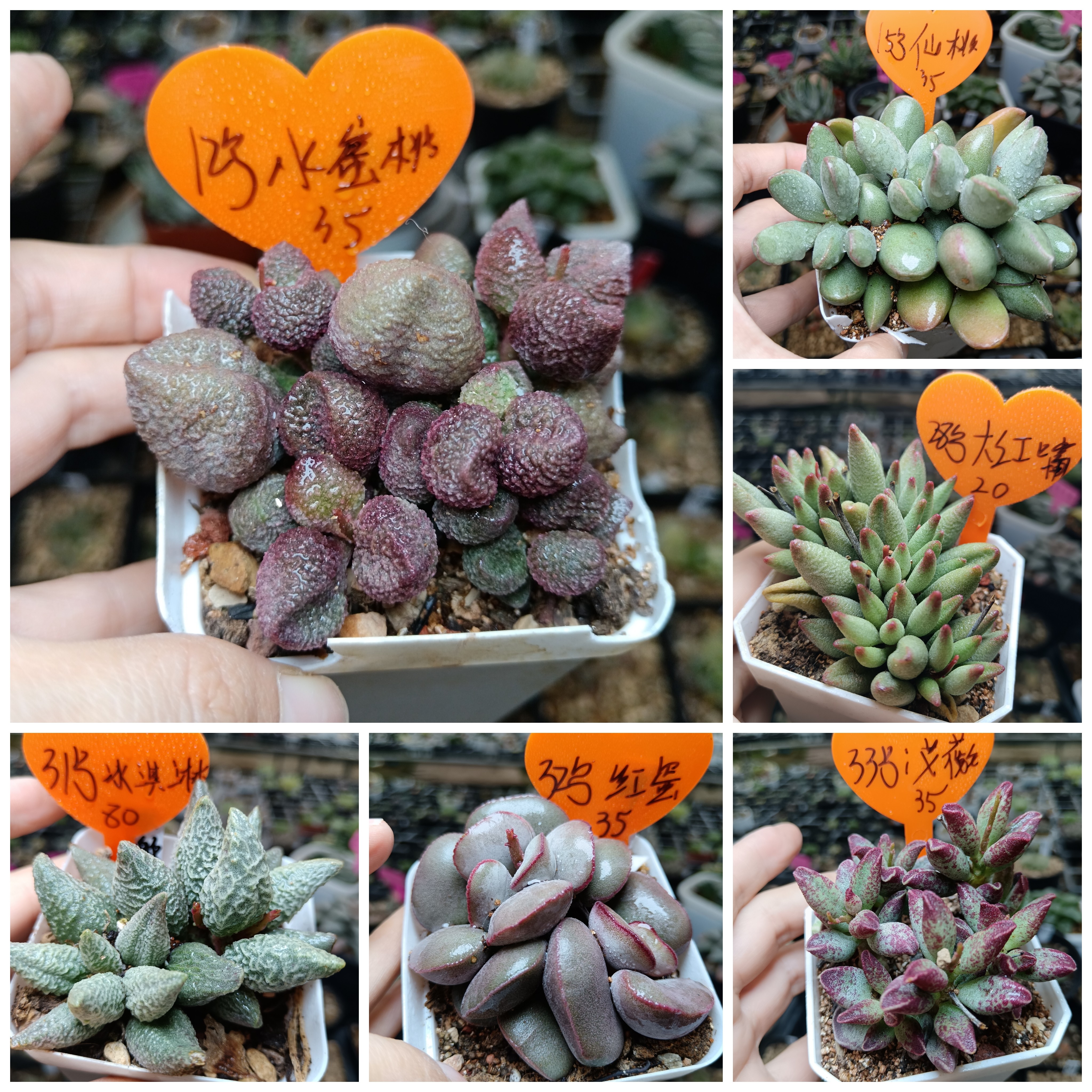 36号水泡多肉植物一物一拍带盆带土发货25年4月11号更新