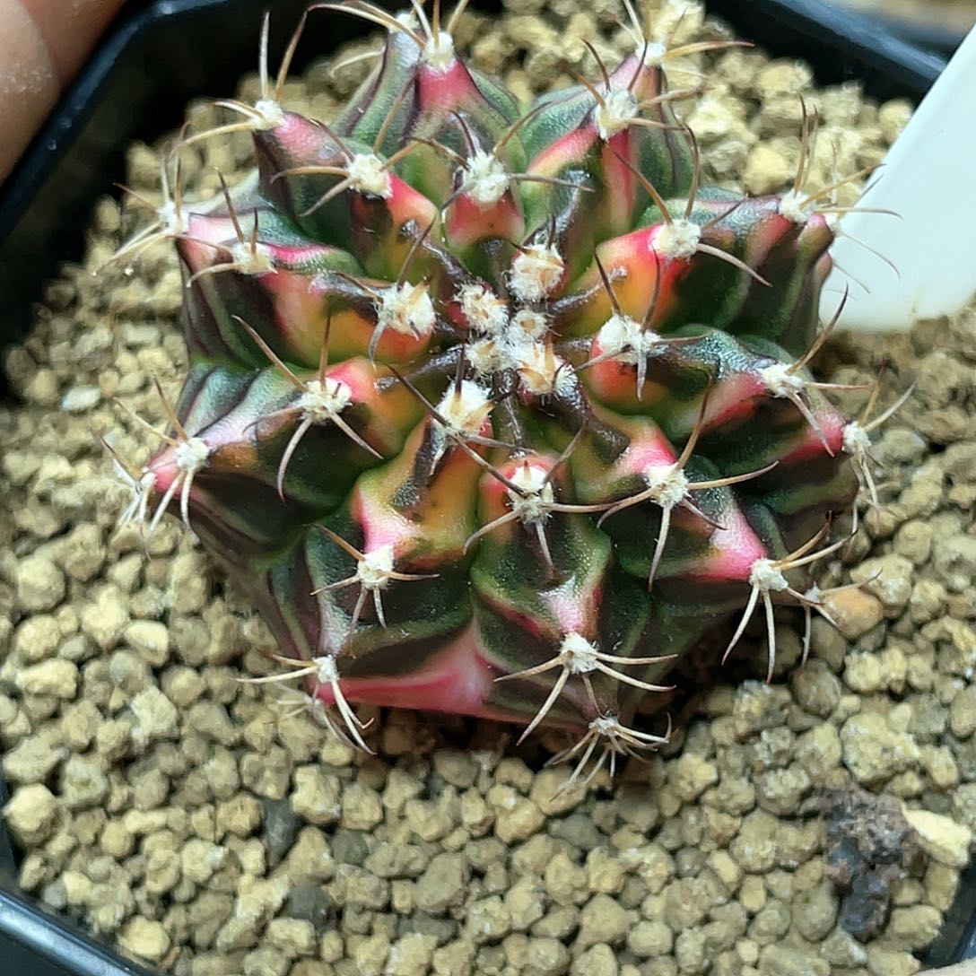 泰系实生根，花蝴蝶