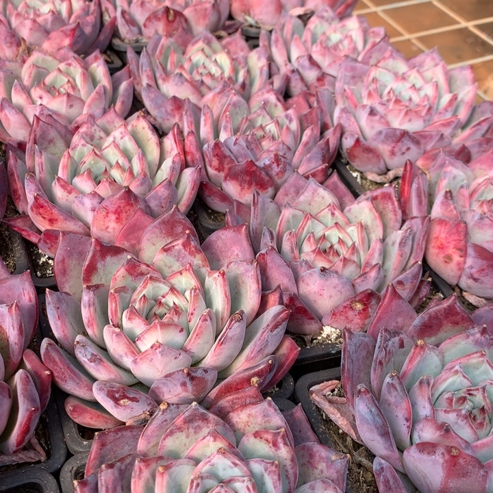 红拉糖多肉植物两单包邮