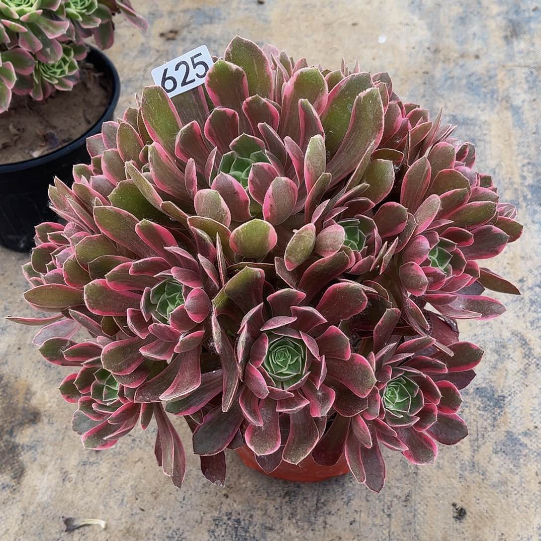 多肉植物625 浣纱 半木质