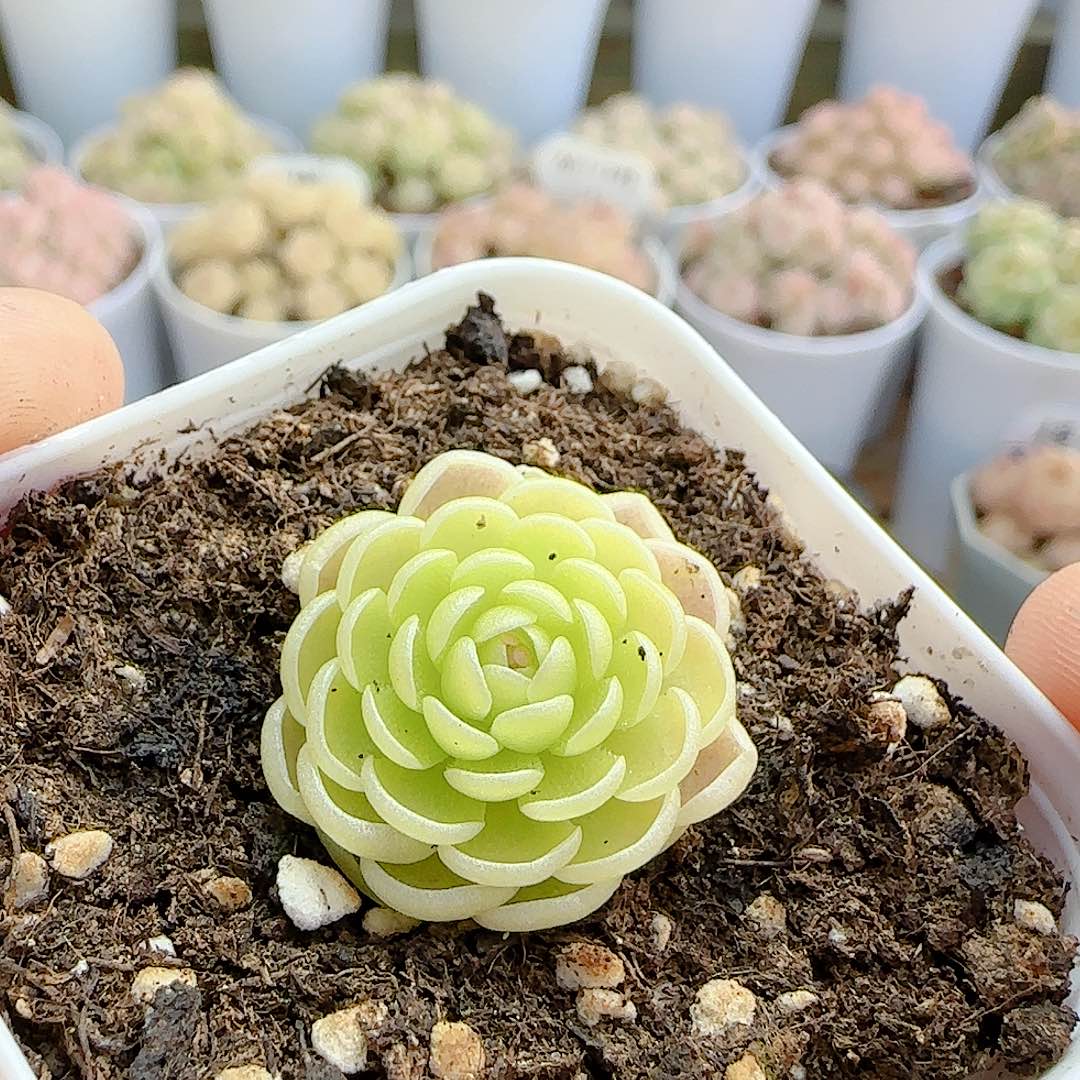 1210-12（爱丽丝捕虫堇）