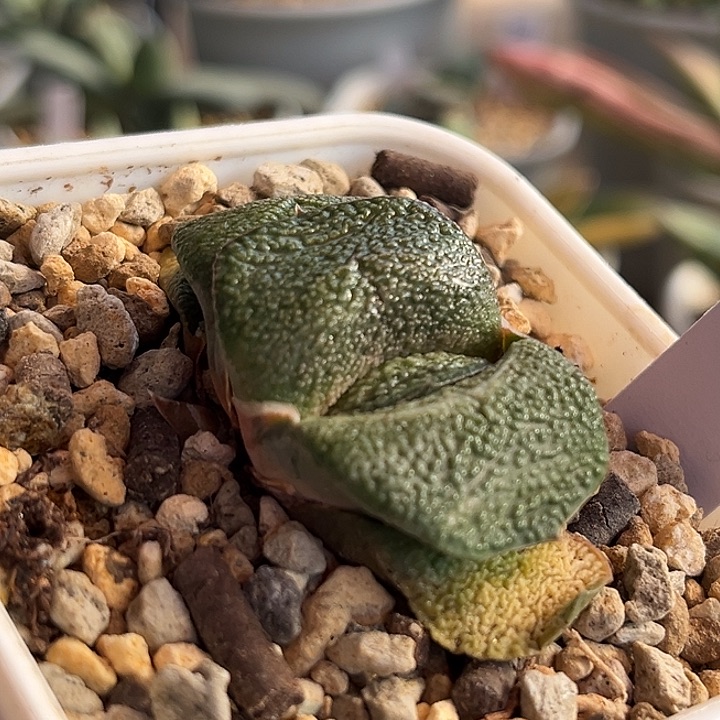 622脱土发货1111111111