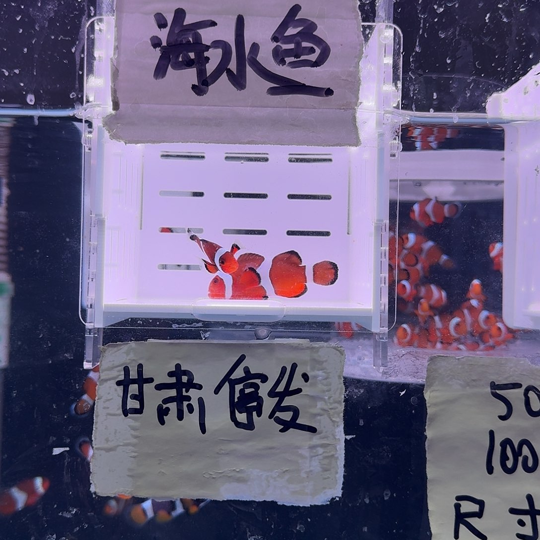 海水鱼5配4精品黑边公子一对