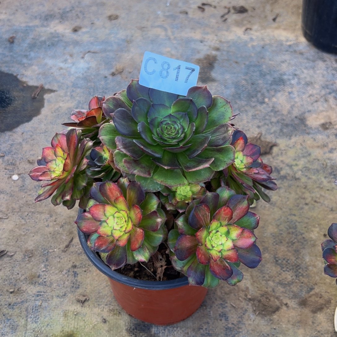 ****满无花朵海王七彩817