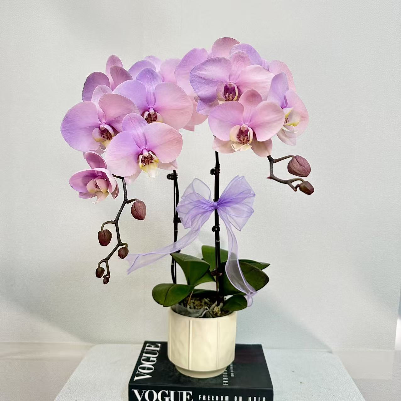 蝴蝶兰《七彩祥云》 粉色系 耐开好养 轻奢高级 马卡龙喷染工艺 