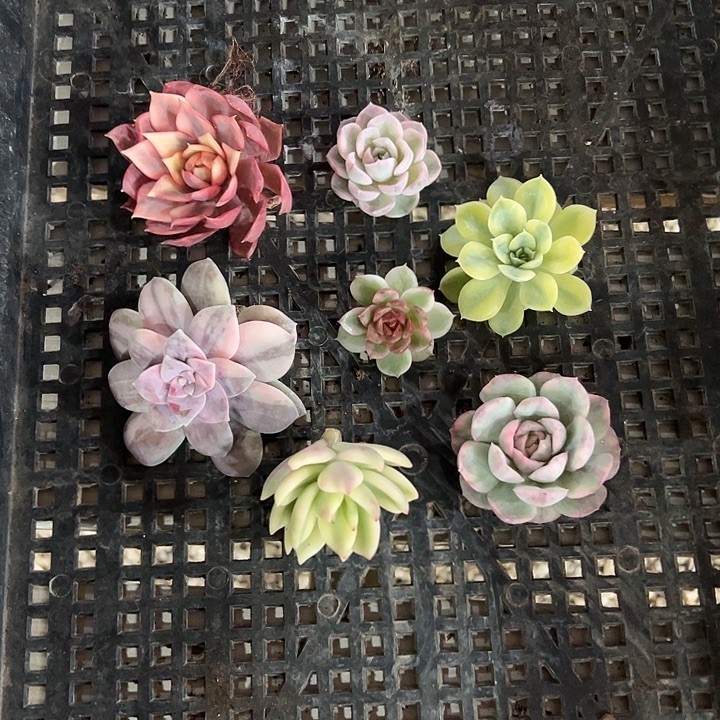 七颗多肉新手新手小套餐