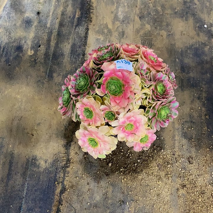 爱**迹多肉雨荷法师138