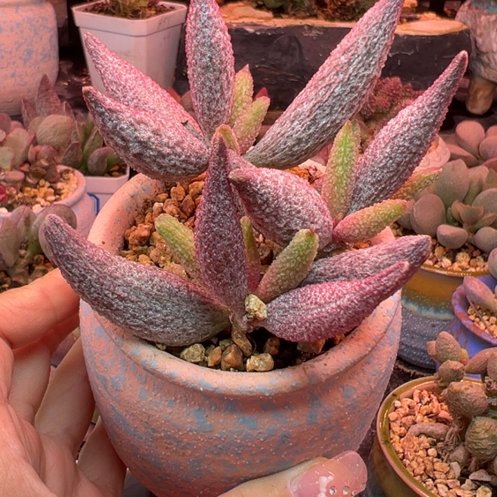 y***店          吉祥如意。 