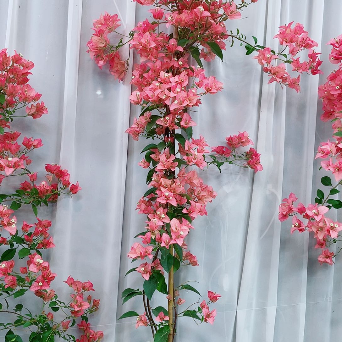 完全开放巴萨fee区气象台