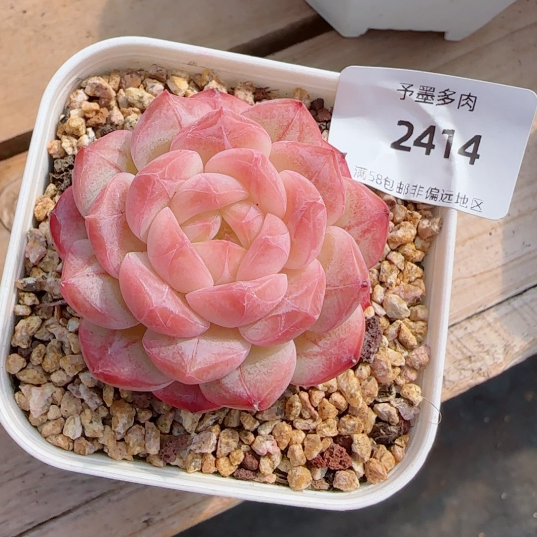 美心，2414多肉植物