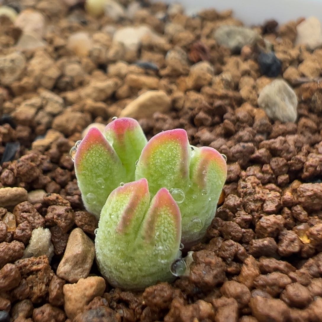 66多肉植物百科知识猪蹄