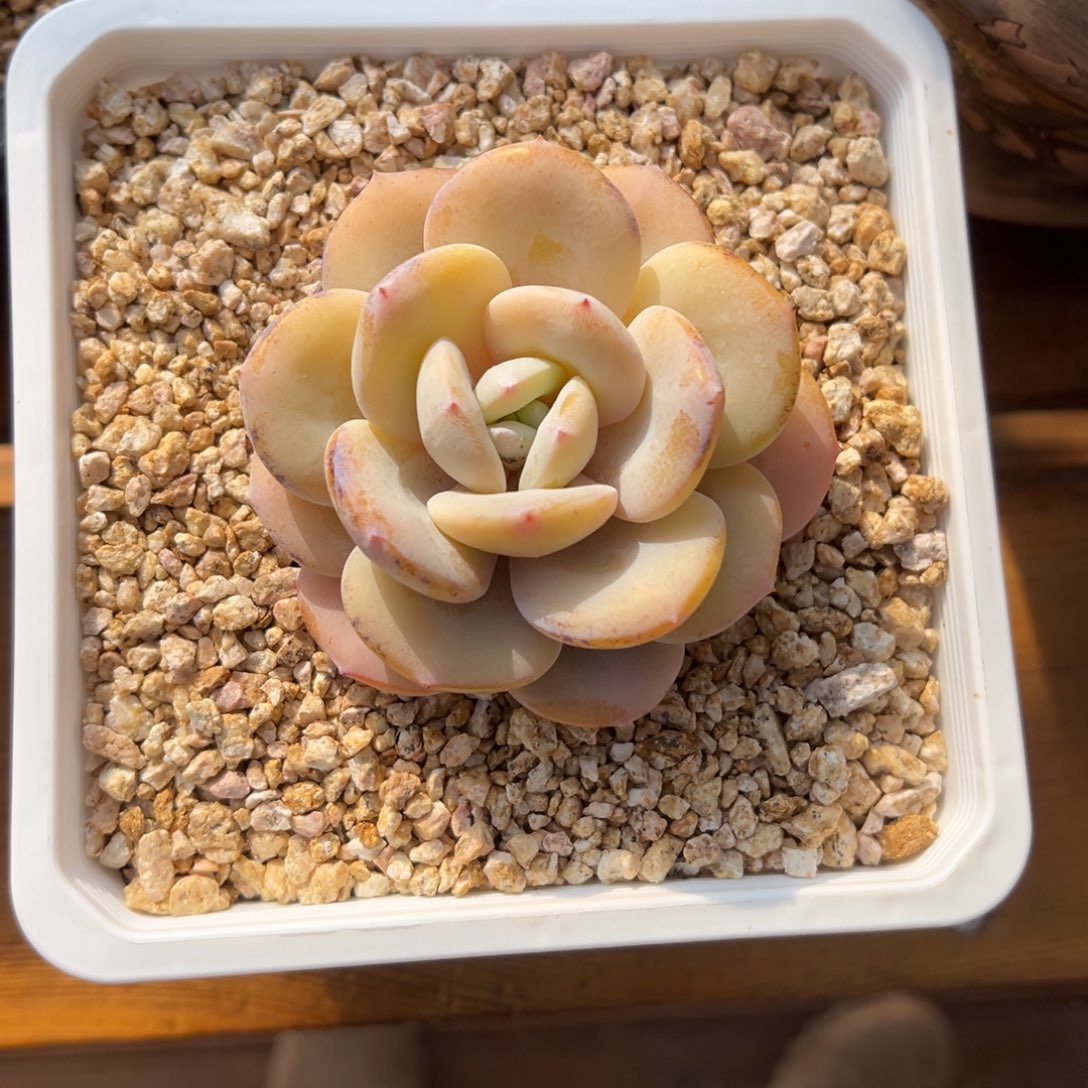 ଘ****张张精品多肉奶茶