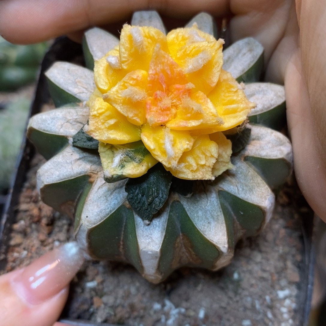           37号 龟甲锦 4公分