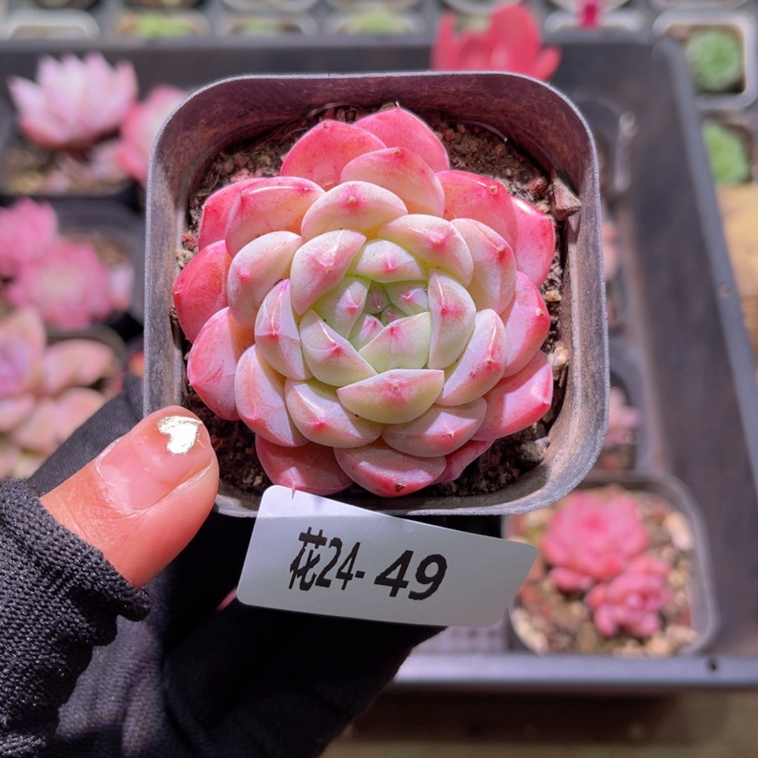 花24-49白桃汽水