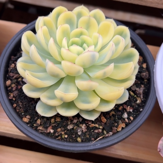 草莓冰锦 夏鸣园艺