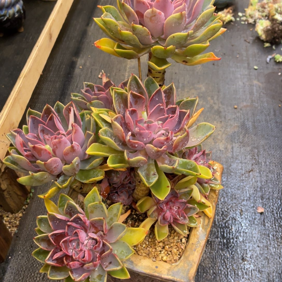 @****86868686688686866