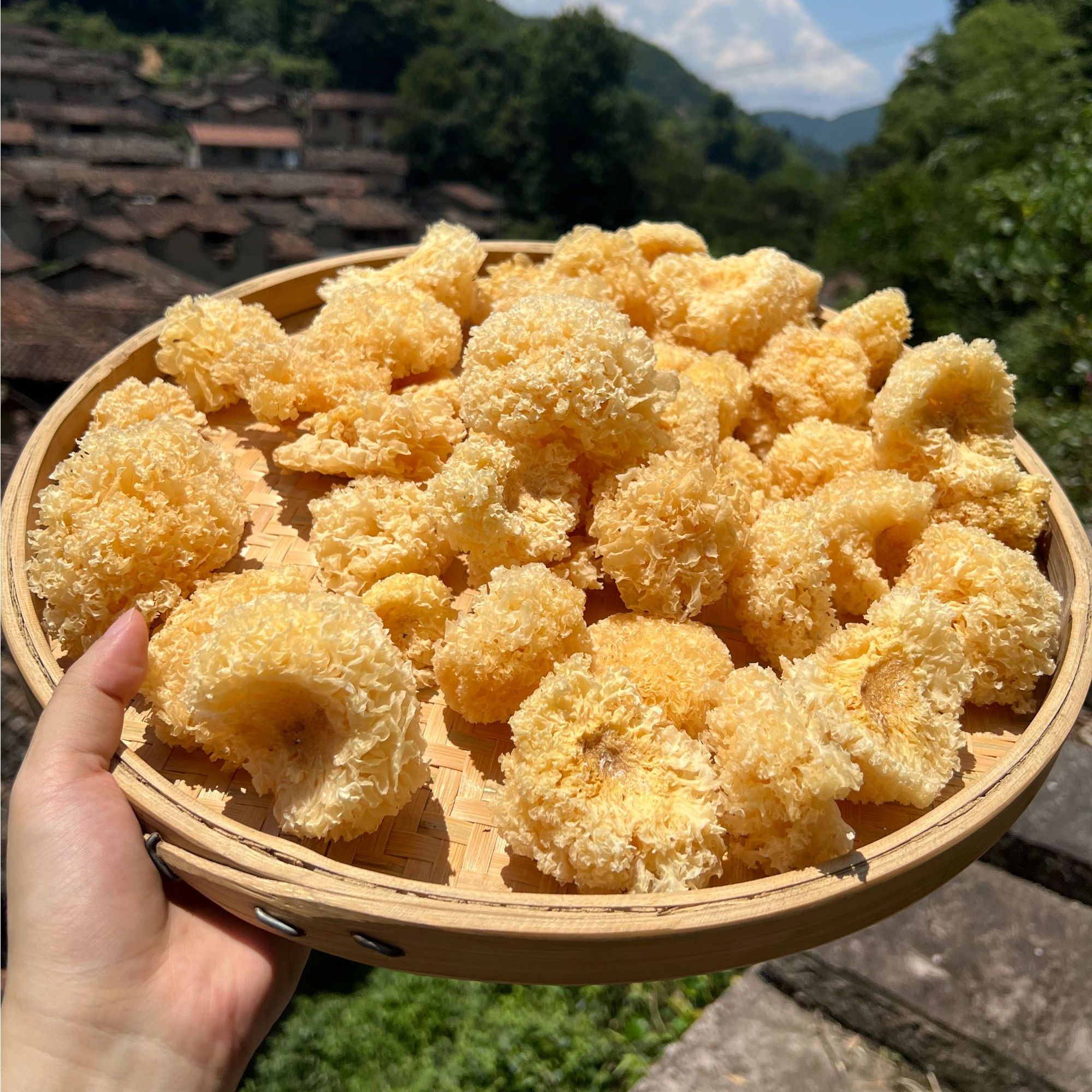 高山 农家 椴木小银耳