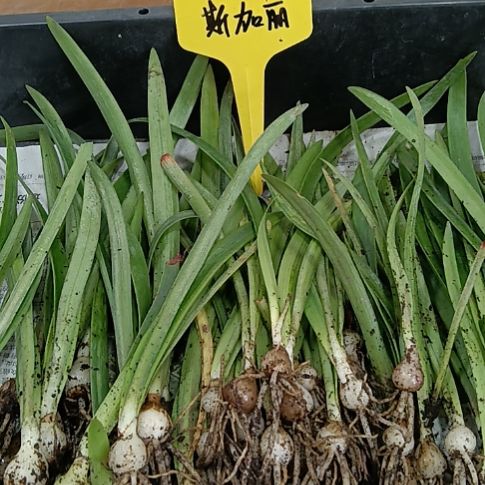 无花朵斯嘉丽0.8-1发10个