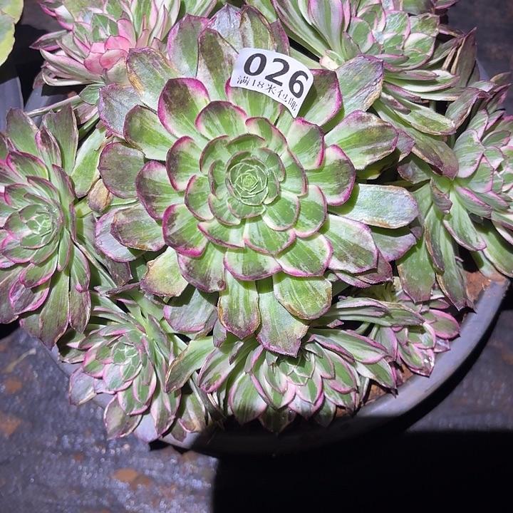 026万花筒掌心多肉法师锦