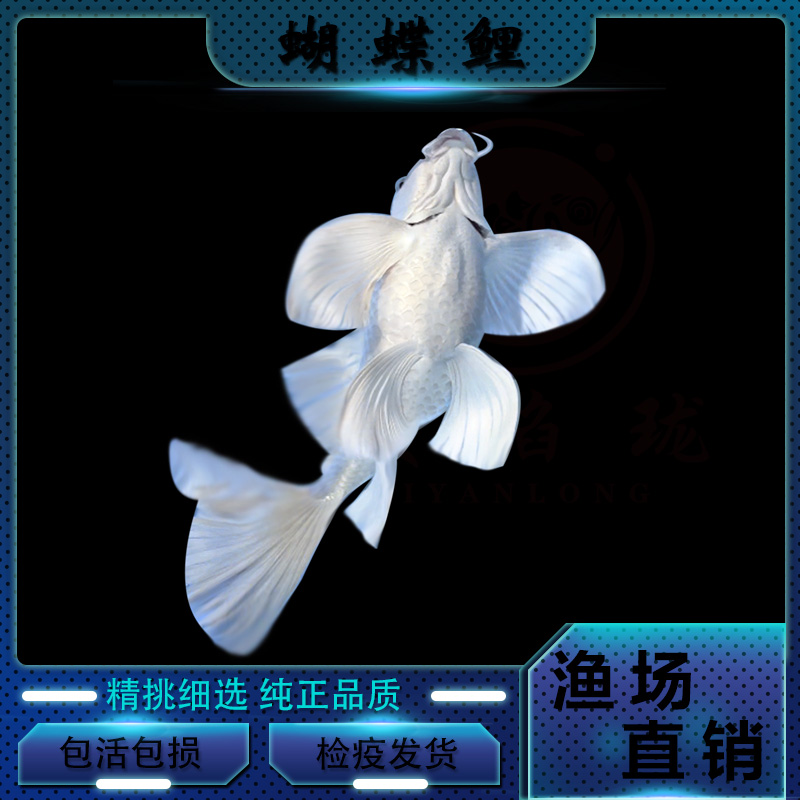 【新号福利】【直播间选鱼】普身短身球体蝴蝶鲤红白熊猫三色墨蝶