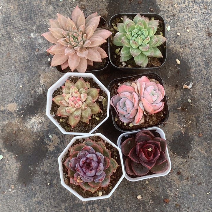 k钻。绿钻。雪花。布鲁兰双。黑橙子。红灯  10个盆