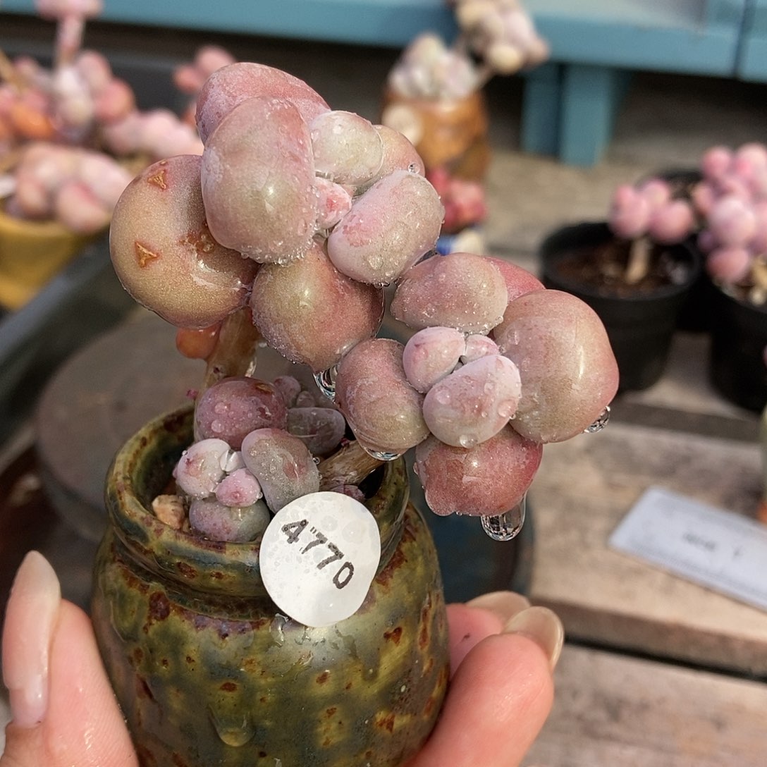 4770糖果腰子蛋带盆土