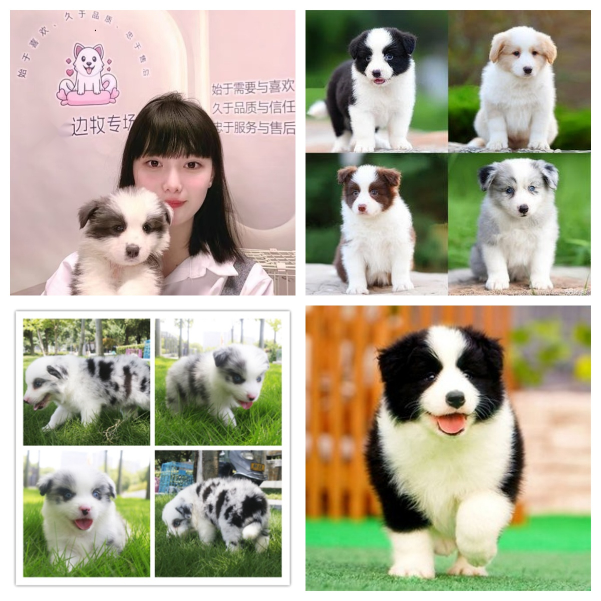 【菲菲边牧专享】边境牧羊犬可爱边牧宠物狗狗黑白陨石咖啡