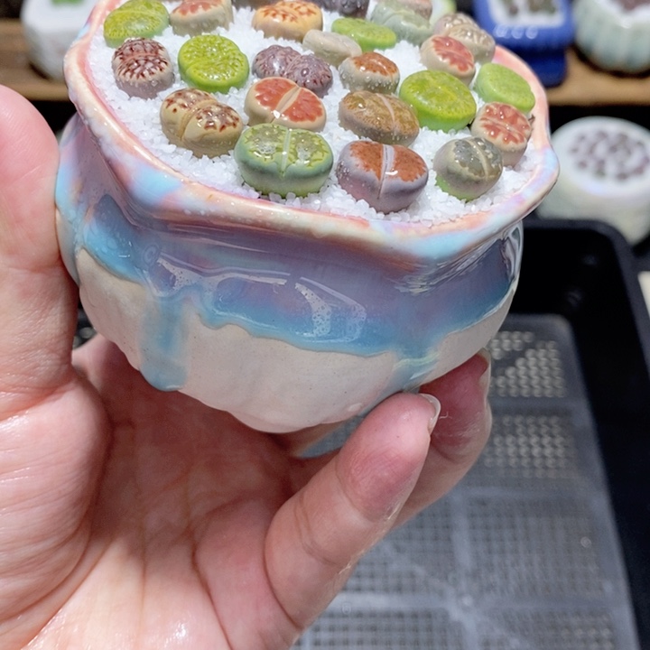 精美盆栽 一物一拍1761