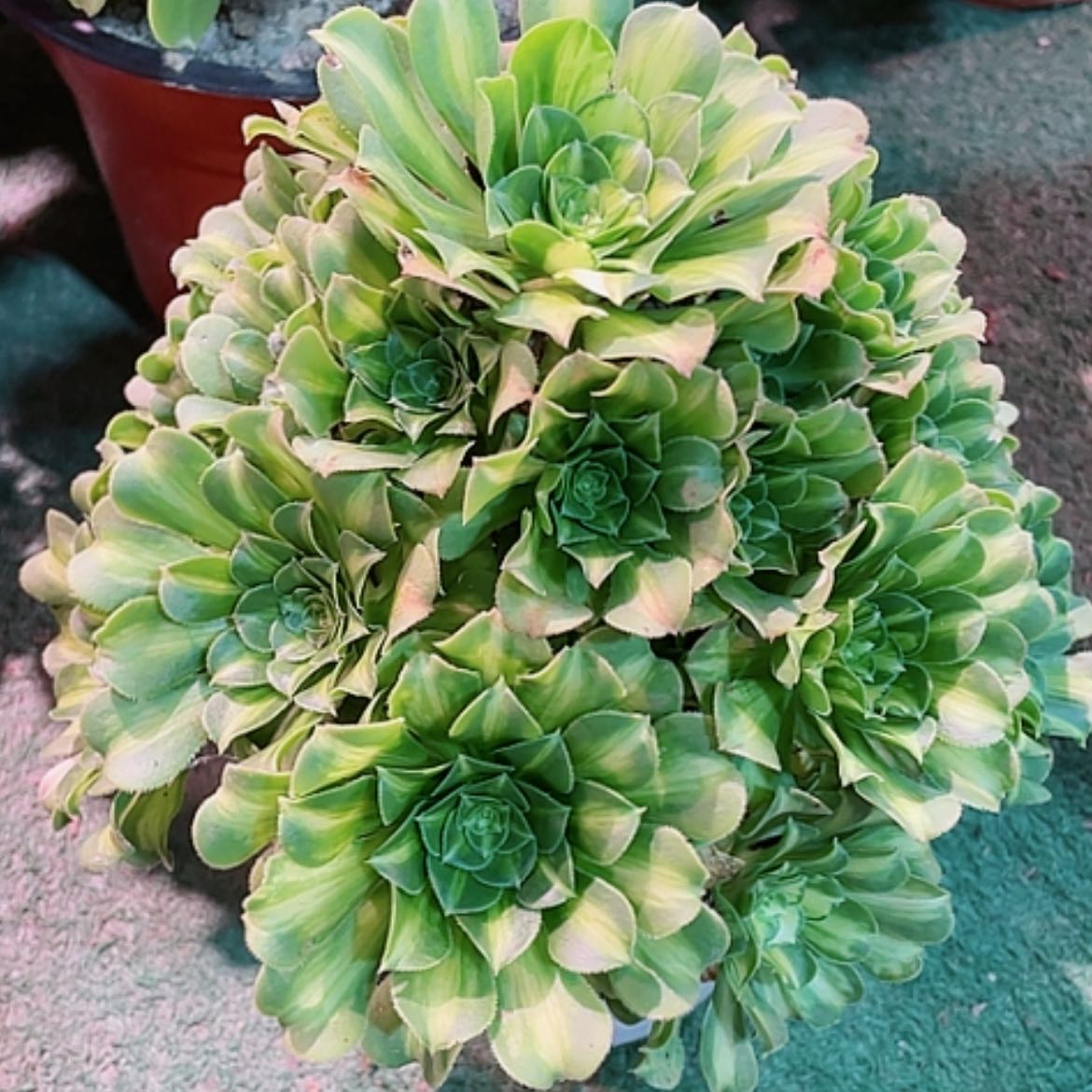 【闪购商品】翡翠琉璃好看也好养