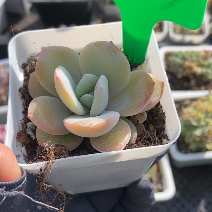 603奶茶多肉植物保护