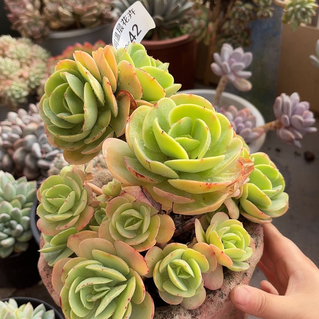 同温层多肉碧桃42