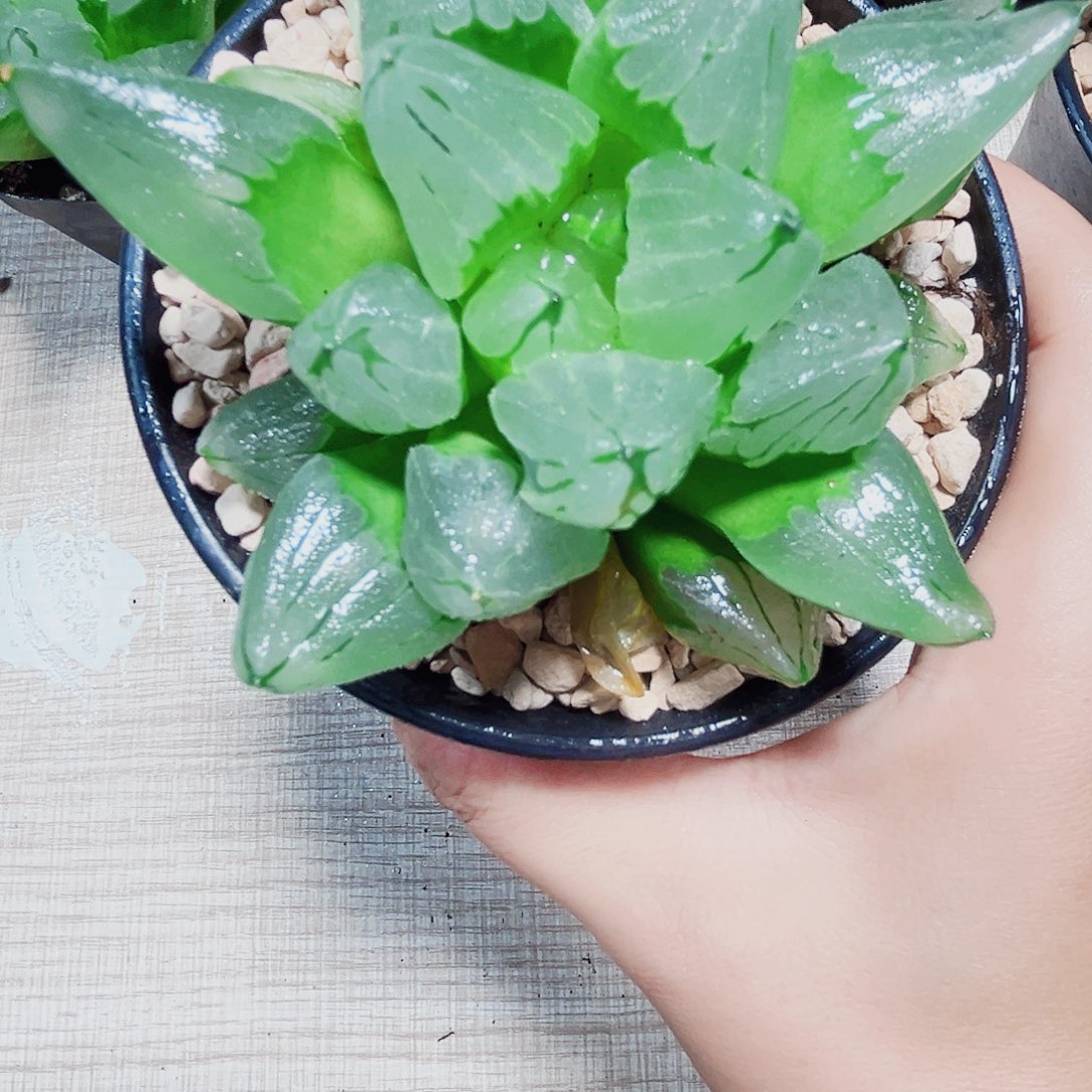 母本冰城寿多肉植物666