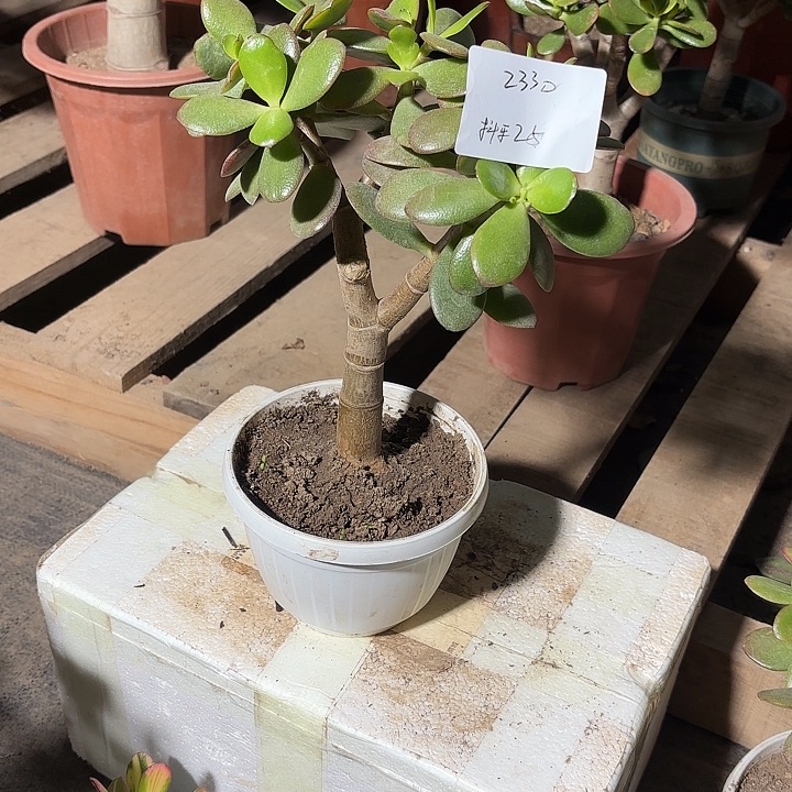 抖***乐当前无花栽培后可以开花韩国紫叶25