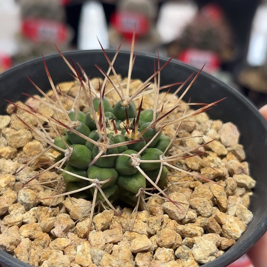 仙人球实生波光龙