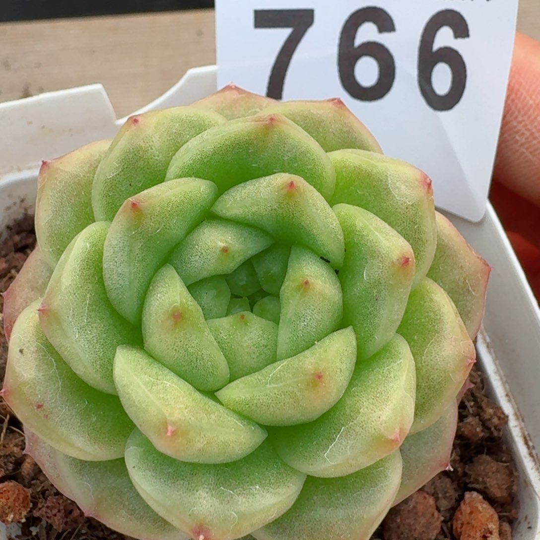 灯泡珍妮         精品多肉