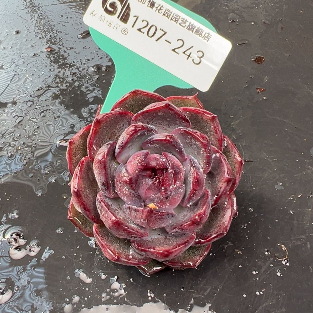 从前慢花园多肉编号1207-243