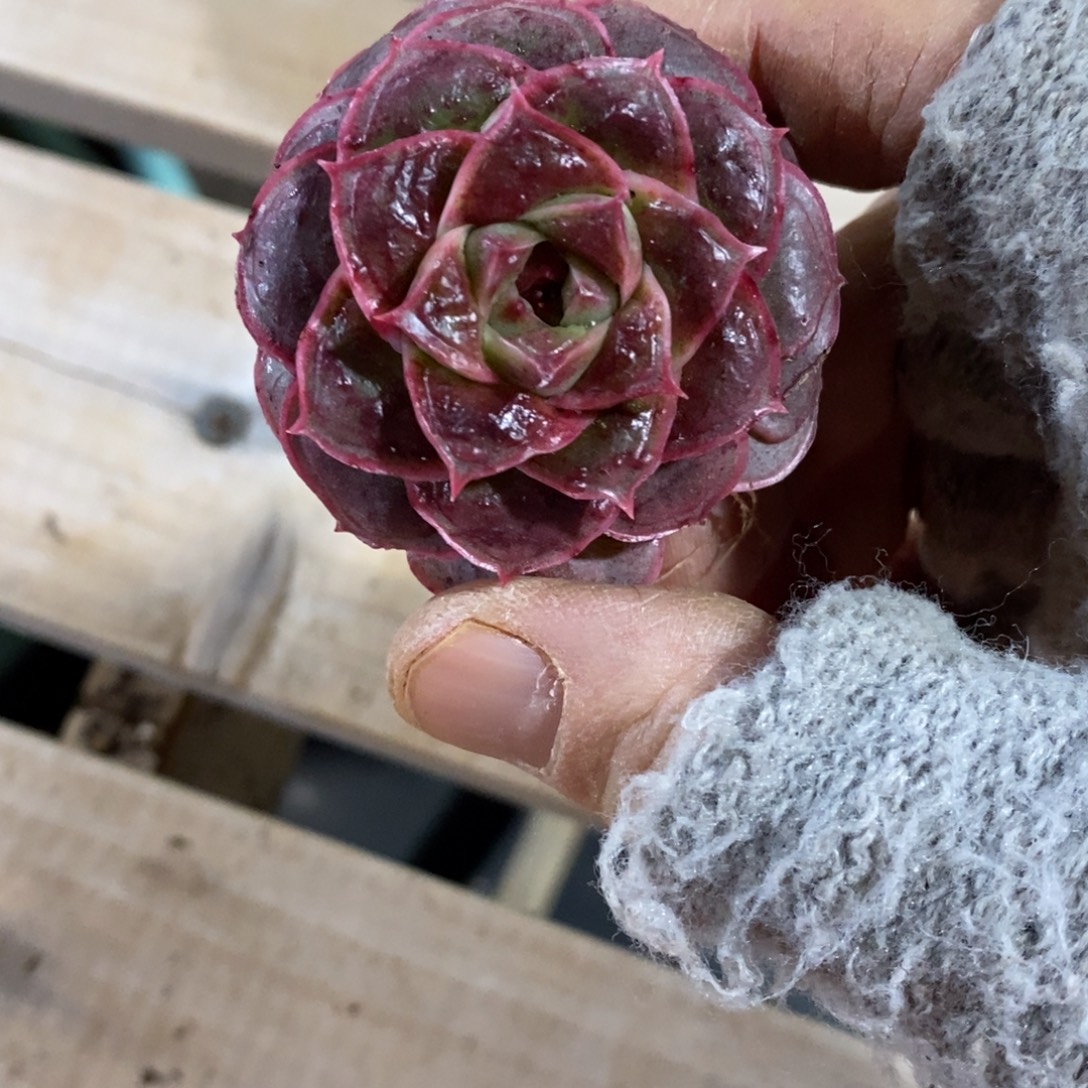 精占多肉一物一拍不包整236