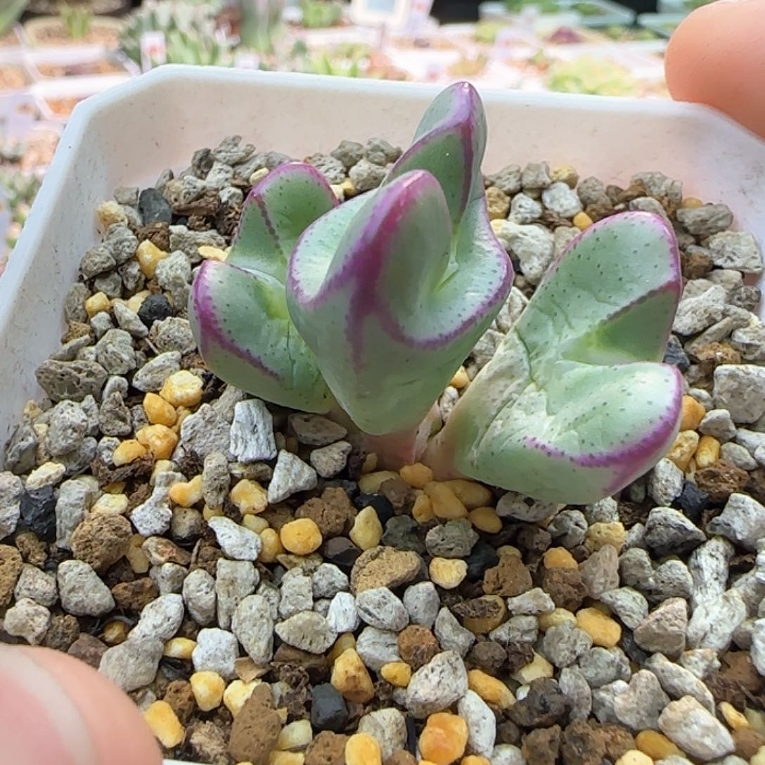 三头将杂多肉植物