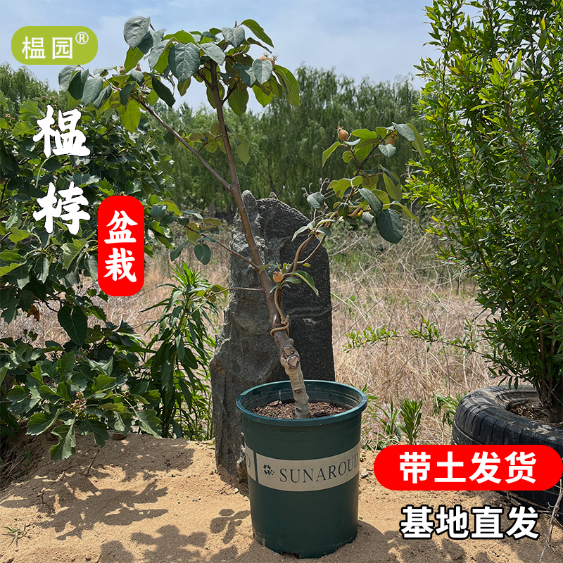 榅园榅桲盆栽阳台庭院植物盆景素材一物一拍