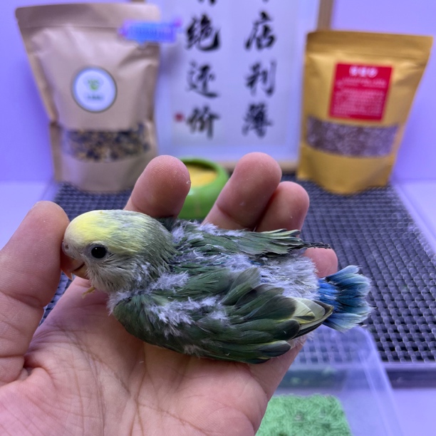 精品金顶白面莫奈花桃公H82942-牡丹鹦鹉