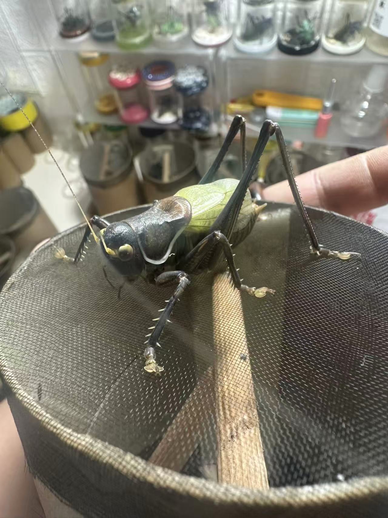 特惠（两只）蓝脸大宽膀铁皮蝈蝈憨叫听叫首选