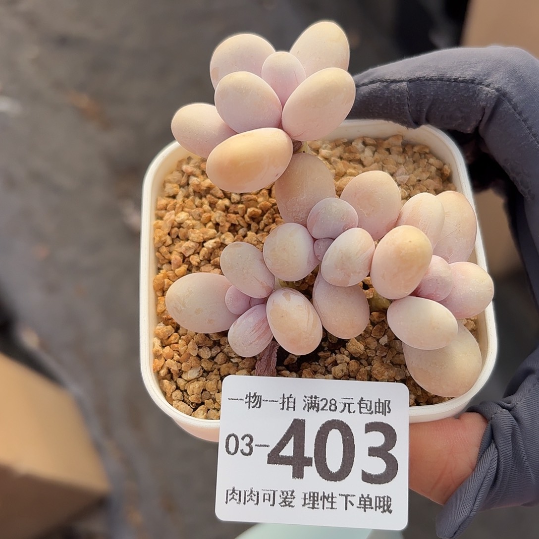 蛋黄奶无盆土发货无