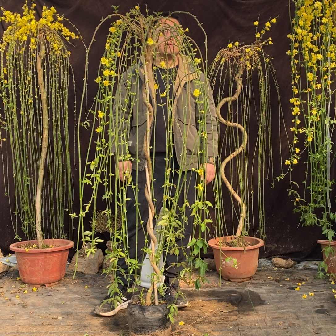 探春花，一物一拍，高度接近1.6