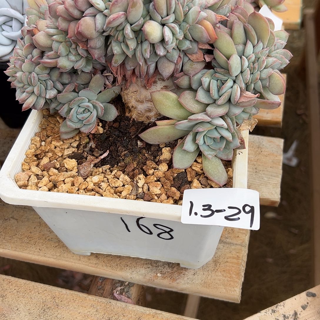 阳***烈1.3-29提拉米苏多肉缀